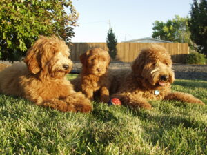 Three Australian Labradoodles