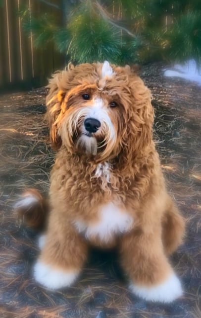 Multi-colored Australian Labradoodle