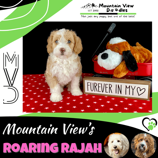Rajah