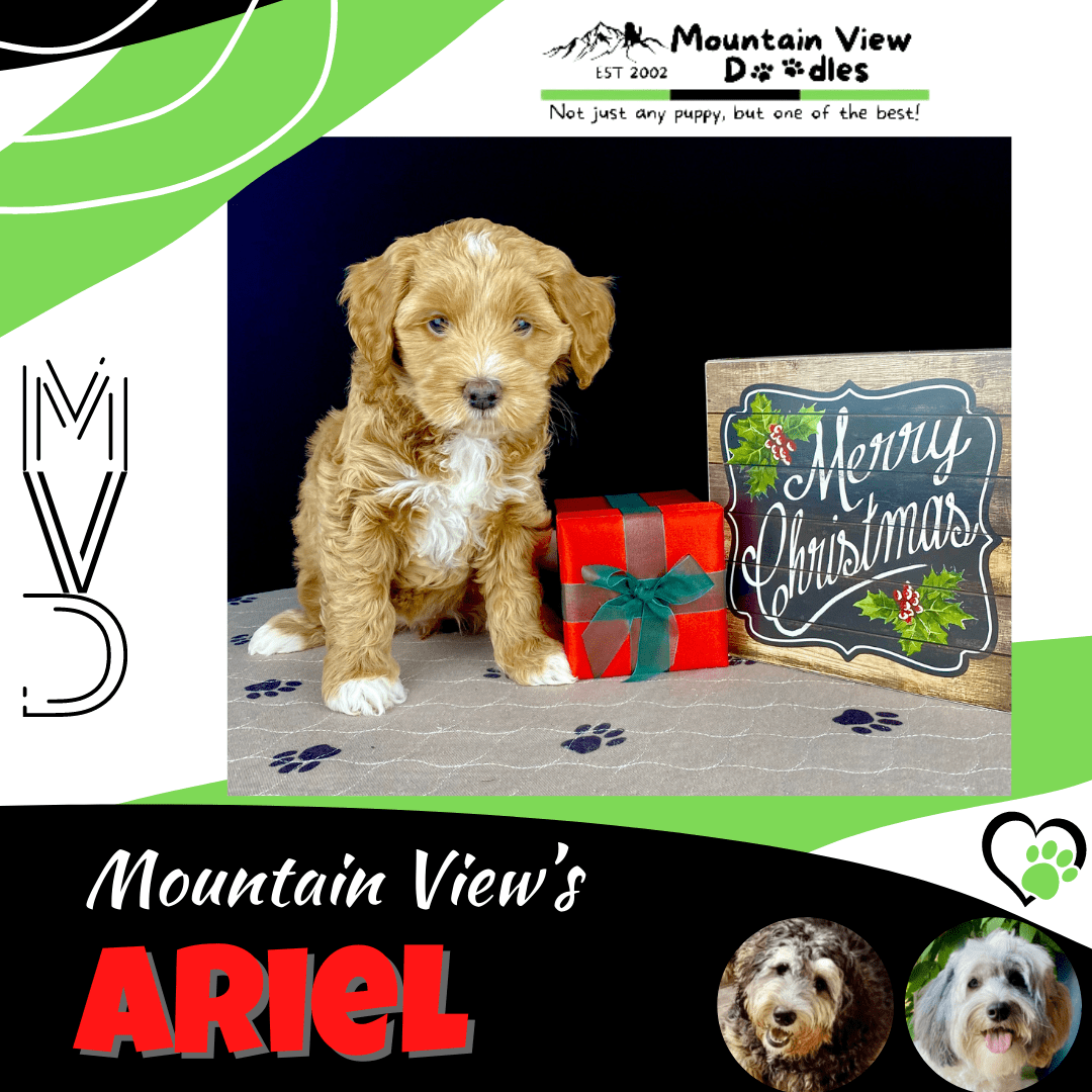 Ariel