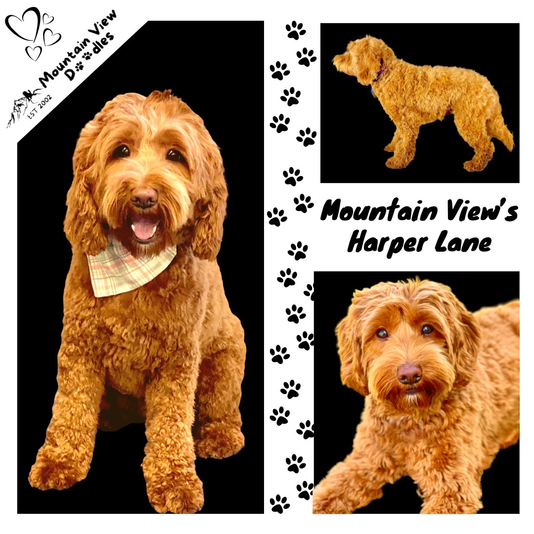 Mountain View’s Harper Lane