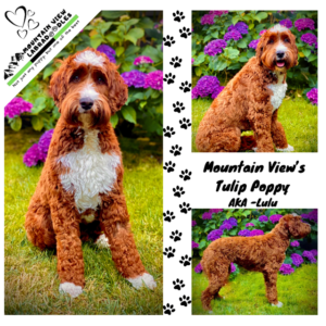 Mountain View’s Tulip Poppy – AKA “Lulu”