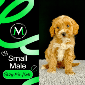 Australian Labradoodle Puppy