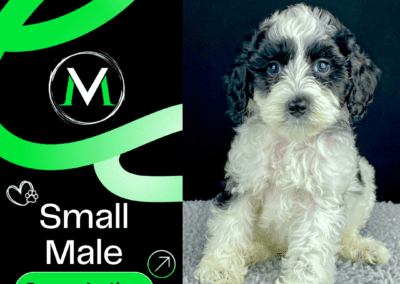 Australian Labradoodle Puppy
