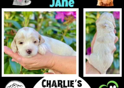 Australian Labradoodle Puppy