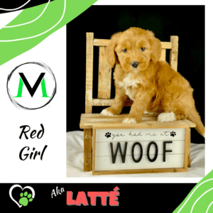 Australian Labradoodle Puppy