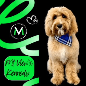 Kennedy Australian Labradoodle Puppy